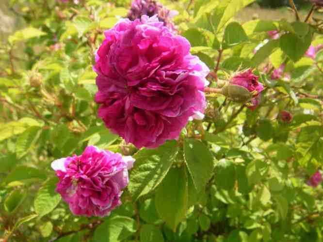 “Rose de Meaux falsch”, verblühende und voll aufgeblühte Blüten nebeneinander.