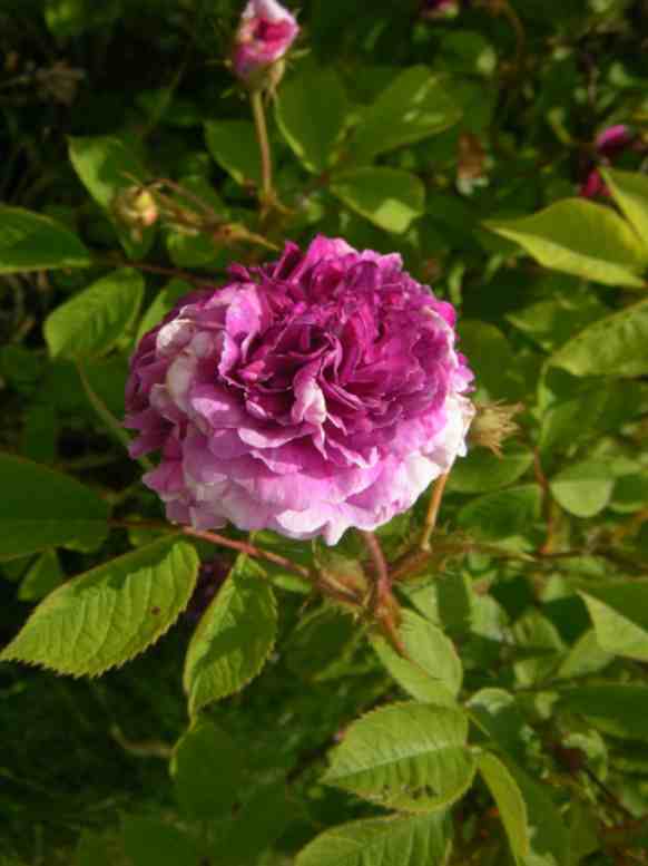 “Rose de Meaux falsch”, Seitenansicht einer Blüte, Rand hellrosa, Mitte kräftig pink-violette.