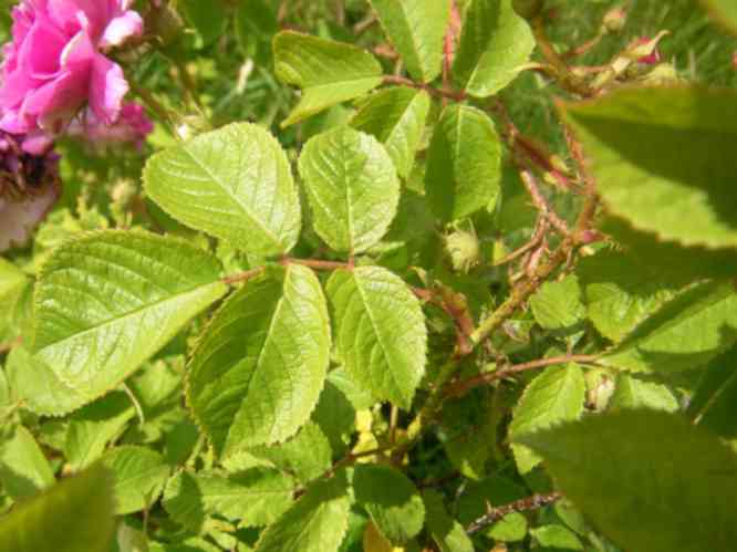 “Rose de Meaux falsch”, hellgrünes, rauhes, 5-fiedriges Laubblatt.