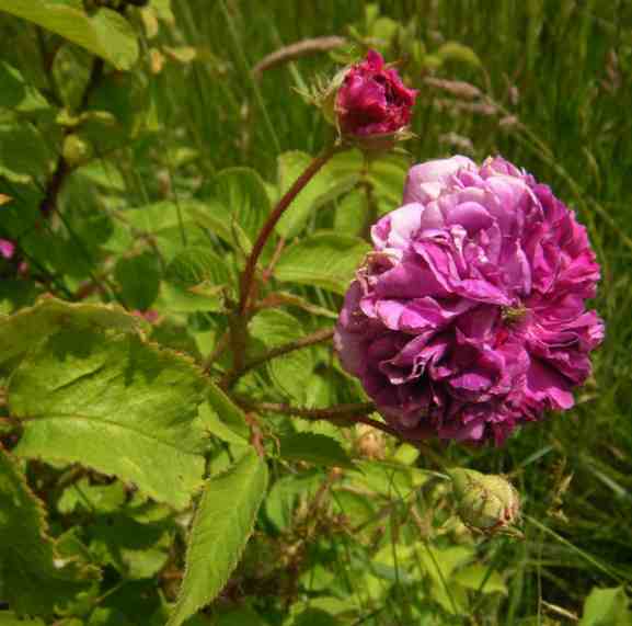 “Rose de Meaux falsch”, dicht gefüllte flache Blütenrosette mit grünem Auge sowie eine Knospe.