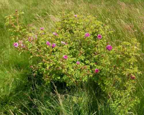 “Rose de Meaux falsch”, aufblühender buschiger Strauch in Wiese.