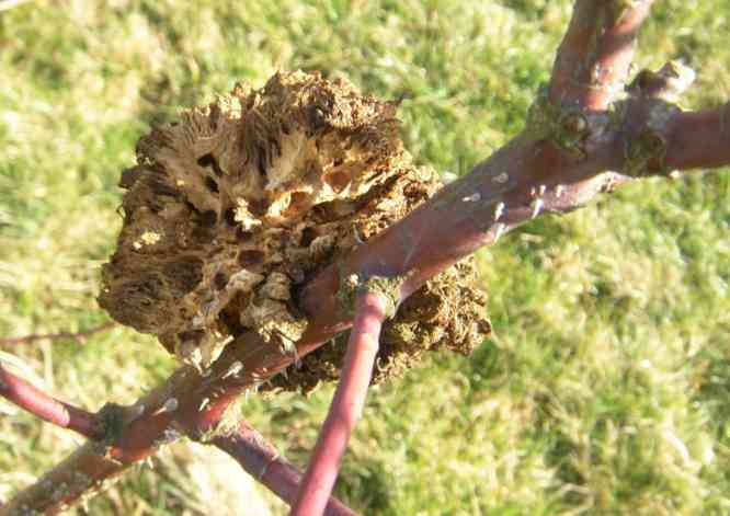 Abgestorbene, braune Rosengalle.