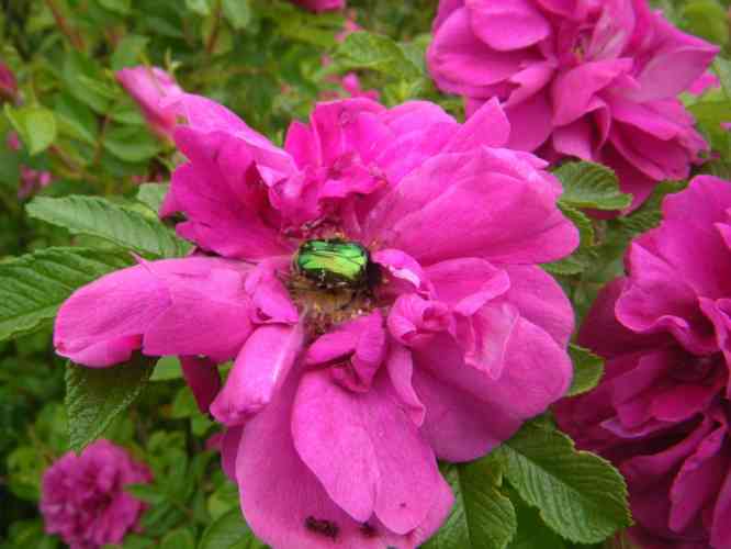 Rosenkäfer auf Staubgefäße einer pinken Blüte einer Kartoffelrose.