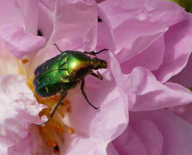 Rosenkäfer auf rosa Rosenblüte.
