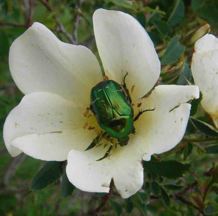 Rosenkäfer inmitten der hellgelben offenen Blüte einer Rose.