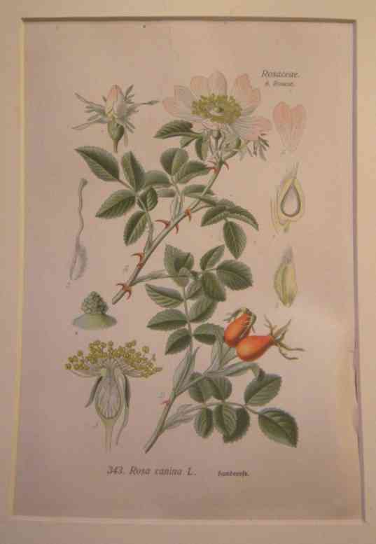 Rosenillustration der Hundrose mit Blüten, Früchte, Kelchblätter.