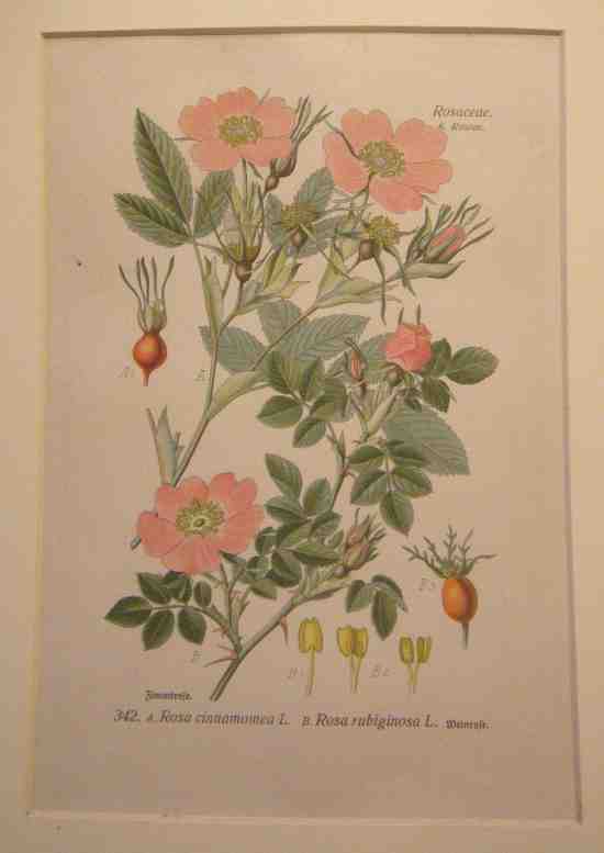 Rosenillustration der Weinrose, Blüten, Früchte, Laub.