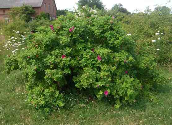 ‘Roseraie de L’Hay’, großer und breiter, buschiger Strauch mit aufblühenden pinken, gut gefüllten großen Blüten.