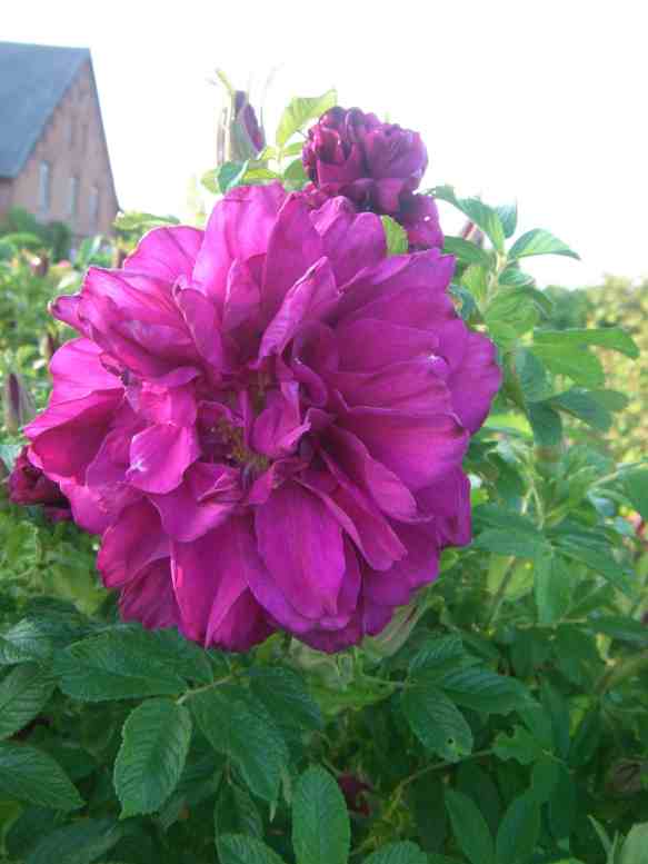 ‘Roseraie de L`Hay’, gefüllte, große pinke Einzelblüte am Strauch.