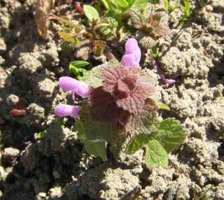 Kleine rosa Taubnessel.