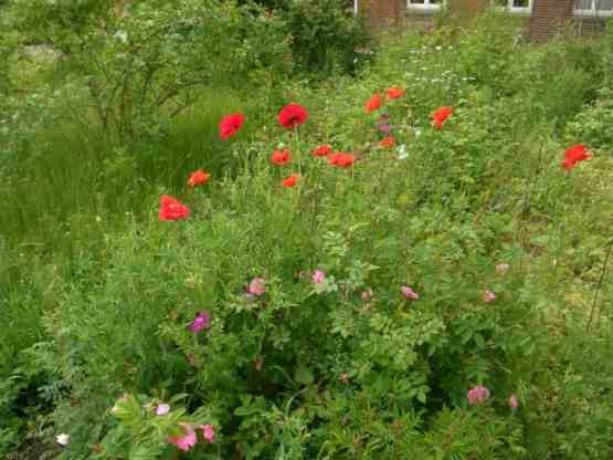 Roter Mohn zwischen jungen kleinen Rosen.
