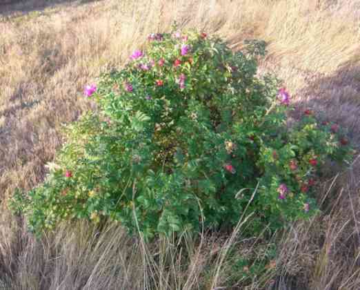 ‘Rotes Meer’, blühende Pflanze mit Früchten in gemähter Wiese.