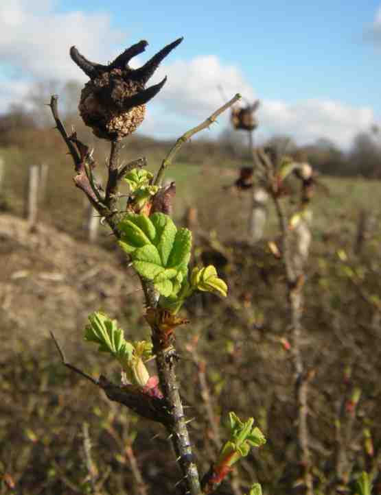 Abgestorbene Frucht und frischer Austrieb an ‘Rotes Phänomen’.