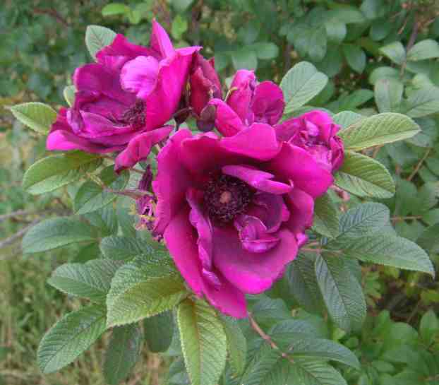 ‘Rotes Phänomen’, Blütenbüschel aufgeblühter Blüten.