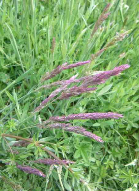 Ähren des Grases „Rotschwingel“.