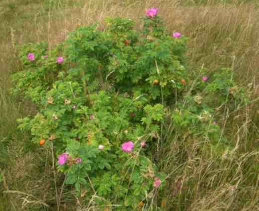 Dichter Strauch um 100 cm mit zahlreichen Knospen und vereinzelt offenen pinken gößeren Blüten.