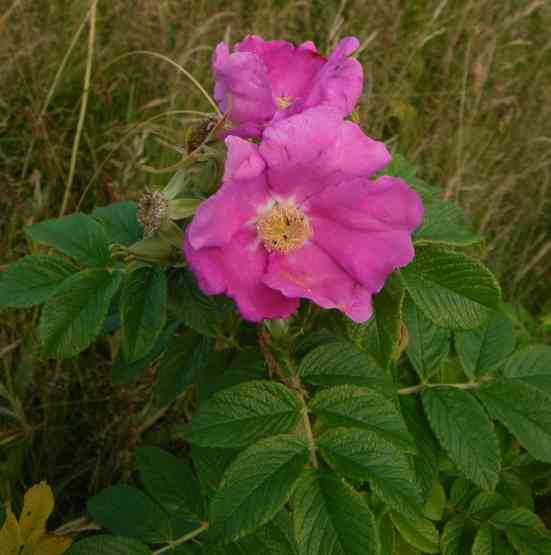 Zwei offene pinke gößere Blüten.