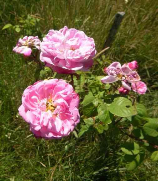 ‘Salet’, offene, wuselig gefüllte rosa Blüten am Strauch.