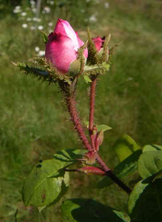 ‘Salet’, rötliche bemooste Knospen in Pink.