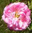 ‘Salet’, offene, locker gefüllt pinke Blüte.