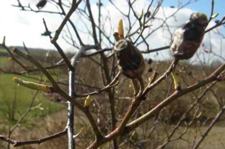 ‘Sappho’ mit frischem März-Austrieb und alten Früchten des Vorjahres.