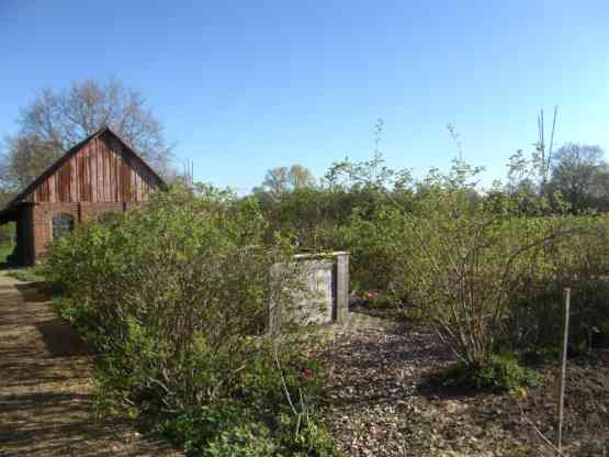 Rosen um Hochbeete herum.