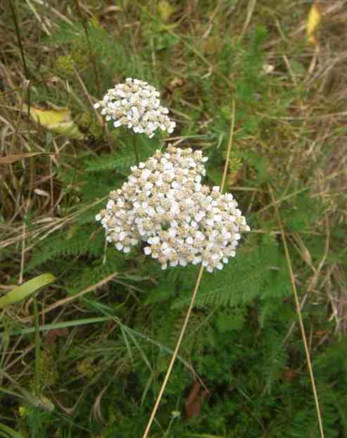 Schafgarbe blühend am Wiesenrand.