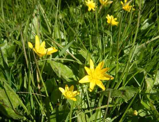 Rundliche Blätter und gelbliche Blüten des Scharbockkrautes.