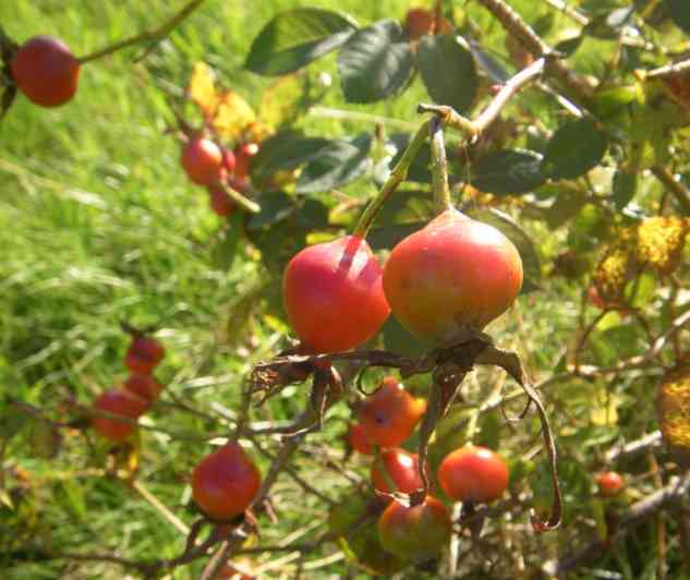 ‘Scharlachglut’, rote, rundliche Früchte am Strauch.