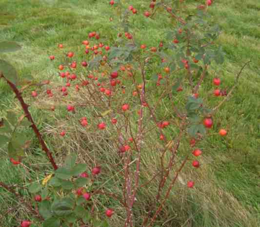 Zahlreiche rote größere Früchte am kleinen Strauch.