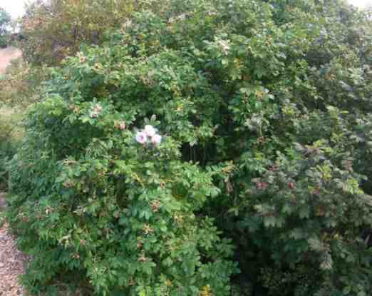 ‘Schneekoppe’, weiß-zart-rosa blühend in Becherform und ‘Rotes Phänomen’, dunkelrot locker gefüllt blühend nebeneinander als dichte, buschige Sträucher um 200 cm.