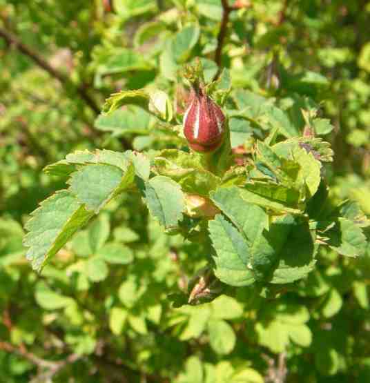 ‘Seager Wheeler’, frühe rötliche Knospe gegen Ende April.