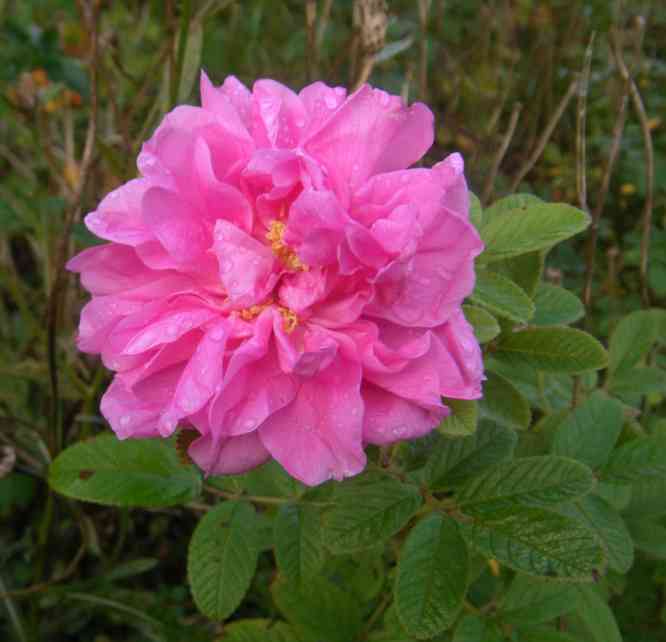 ‘Street Dance’, gut sortiert gefüllt Herbstblüte an einer Jungpflanze.