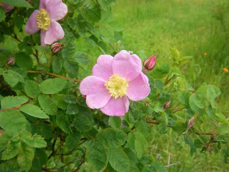 “Sibirische Wildrose”, Blüten und Knospen einem Trieb entlang.