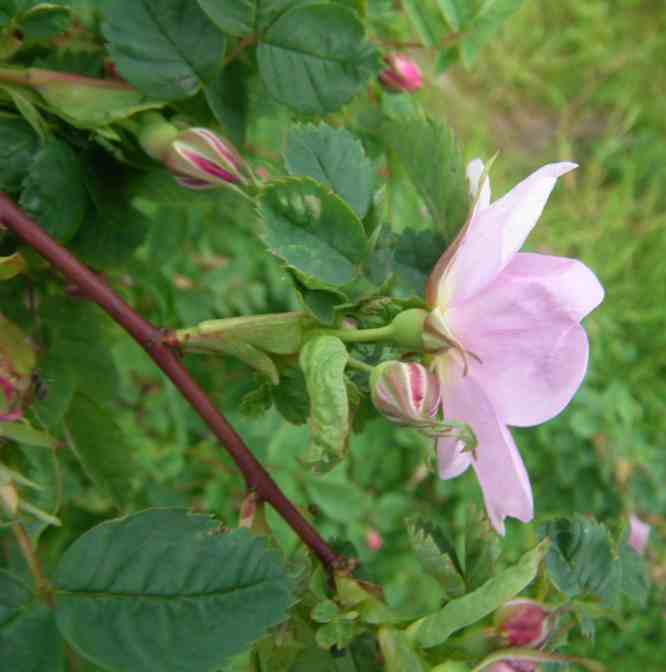 “Sibirische Wildrose”, Seitenansicht Blüte und grüner rundlicher Blütenkelch.