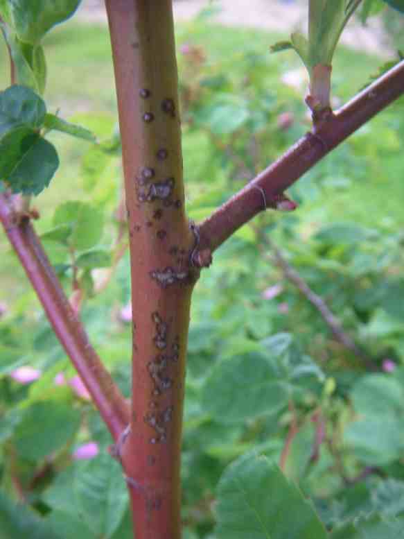 “Sibirische Wildrose”, obere bräunlich-rote Triebe fast frei von Stacheln.