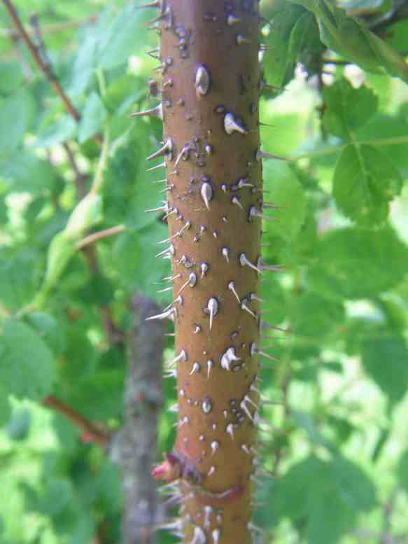 “Sibirische Wildrose”, Basistrieb, kleine gräuliche Stacheln.
