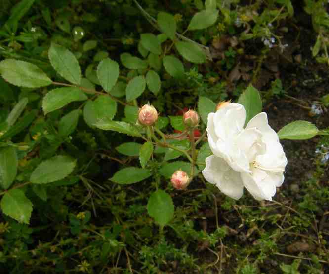 “Sämling x ‘Trier’”, gelbe Knospen und weiße, kocker gefüllte Blüte an Dolde.