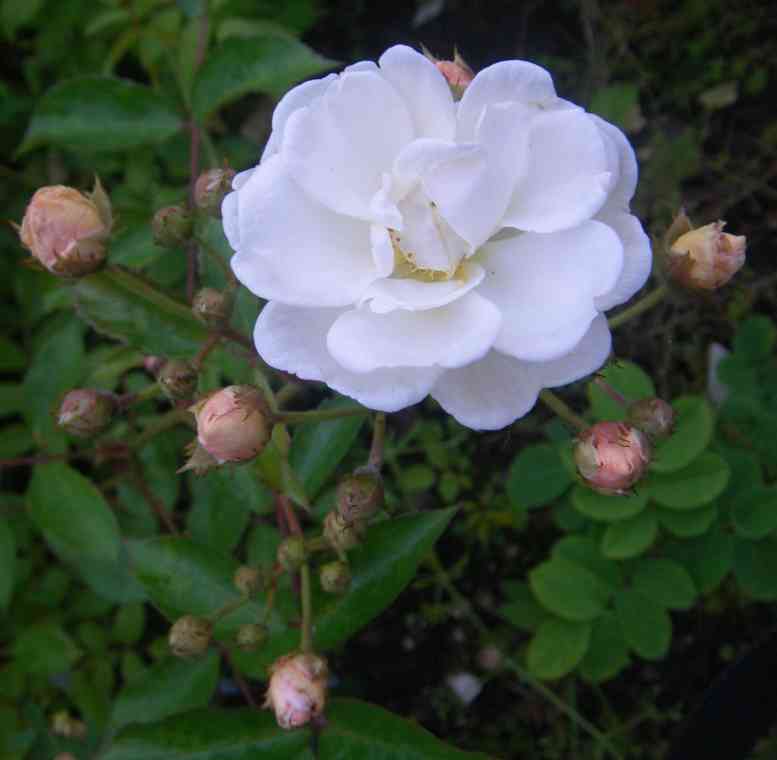 “Sämling x Trier”, geöffnete locker gefüllte weiße Blüte in Dolde von cremefarbenen Knospen.