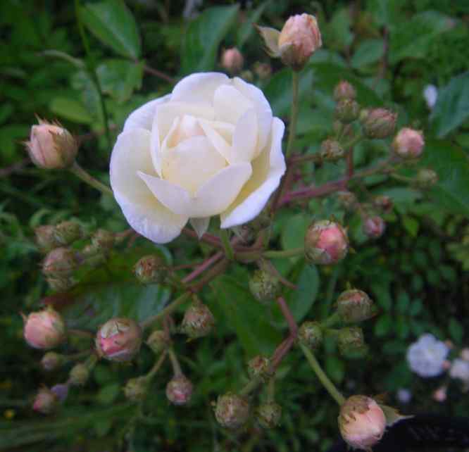 “Sämling x Trier”, kleine sich öffende locker gefüllte Blüte in einer knospigen Dolde.