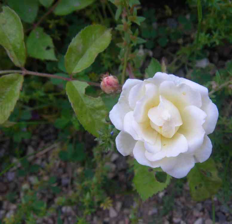 “Sämling x Trier”, leicht gelb-weiß schimmernde Blüte, mittlere Petalen rollen sich über die Staubwedel.
