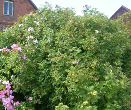 ‘Sointu’, buschiger Strauch um 250 cm, aufblühend in rosa Blüten.
