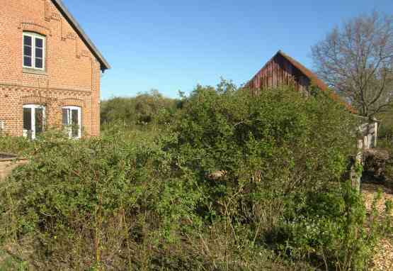 Rosen mit Blick auf unseren Schuppen.