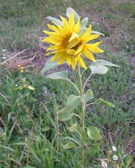 Kleine gelb blühende Sonnenblume in Wiese.