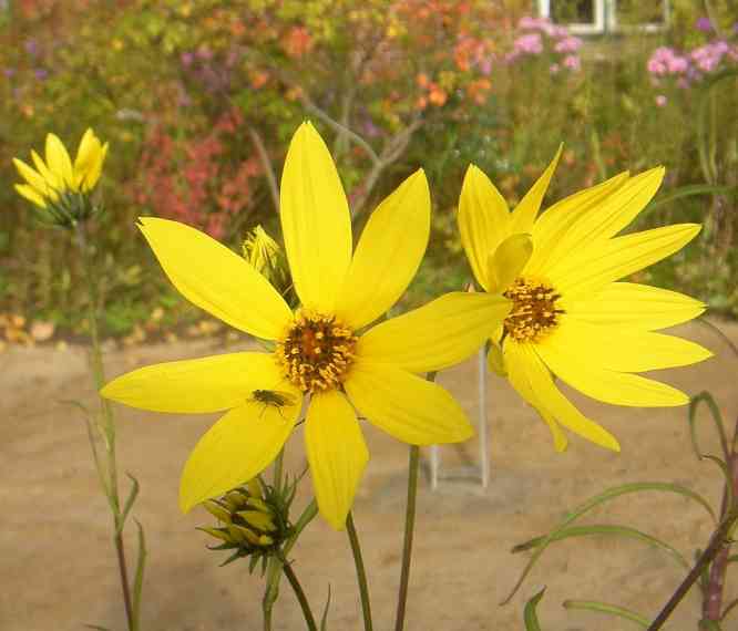 Staudensommerblume in gelben mittelgroßen einfachen Blüten.