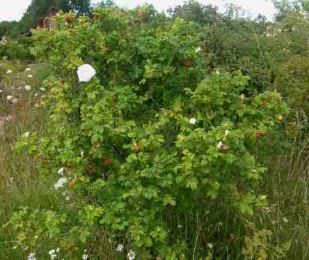 ‘Souvenir de Philémon Cochet’ – aufblühend in weißen, dicht gefüllten großen Blüten am Strauch um 200 cm.