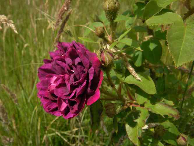 ‘Souvenir de Pierre Vibert’, geöffnete, locker gefüllte rot-violette Blüte am Strauch.