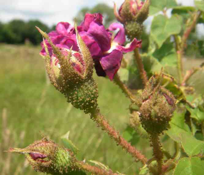 ‘Souvenir de Pierre Vibert’. Borstiges Moos auf Blütenkelch und Kelchblätter von Knospen.