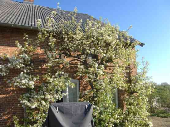 Weiß blühende Spalier-Birne an Hauswand.