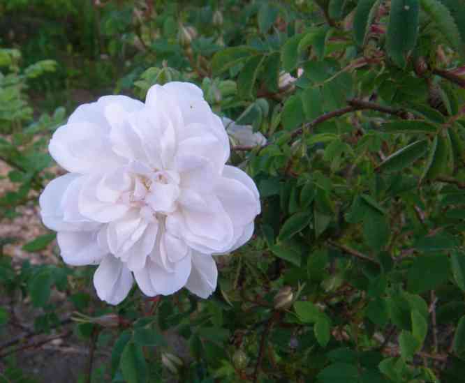 ‘Stanwell Perpetual’, gefüllte Rosette in weißer Farbe.